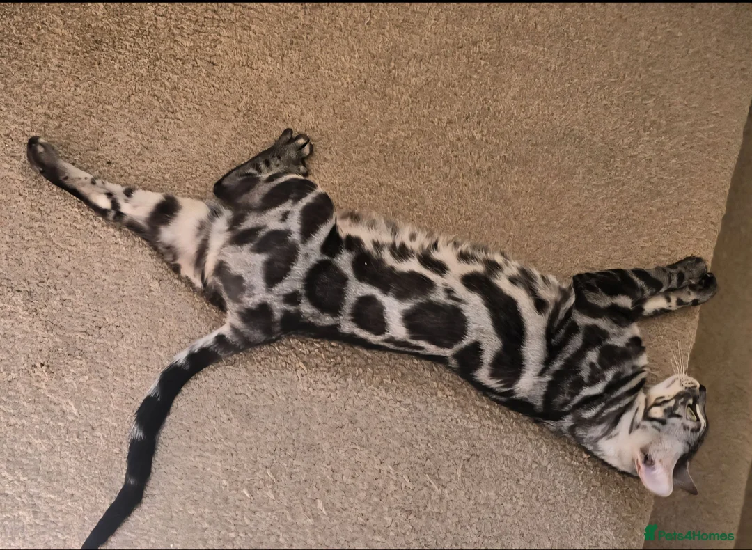 Bengal cats for sale: Tica registered charcoal Bengal girl - Advert 2