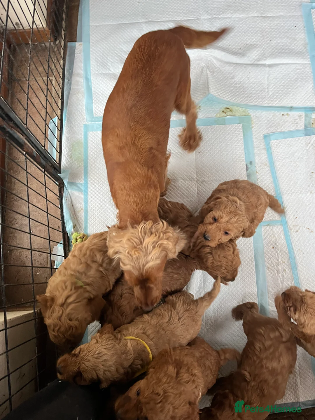 Cockapoo dogs for sale: Stunning cockapoo puppies  - Advert 9