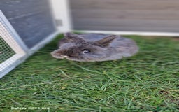 Netherland Dwarf rabbits for sale: Various Netherland Dwarfs available from £20 - Image 35