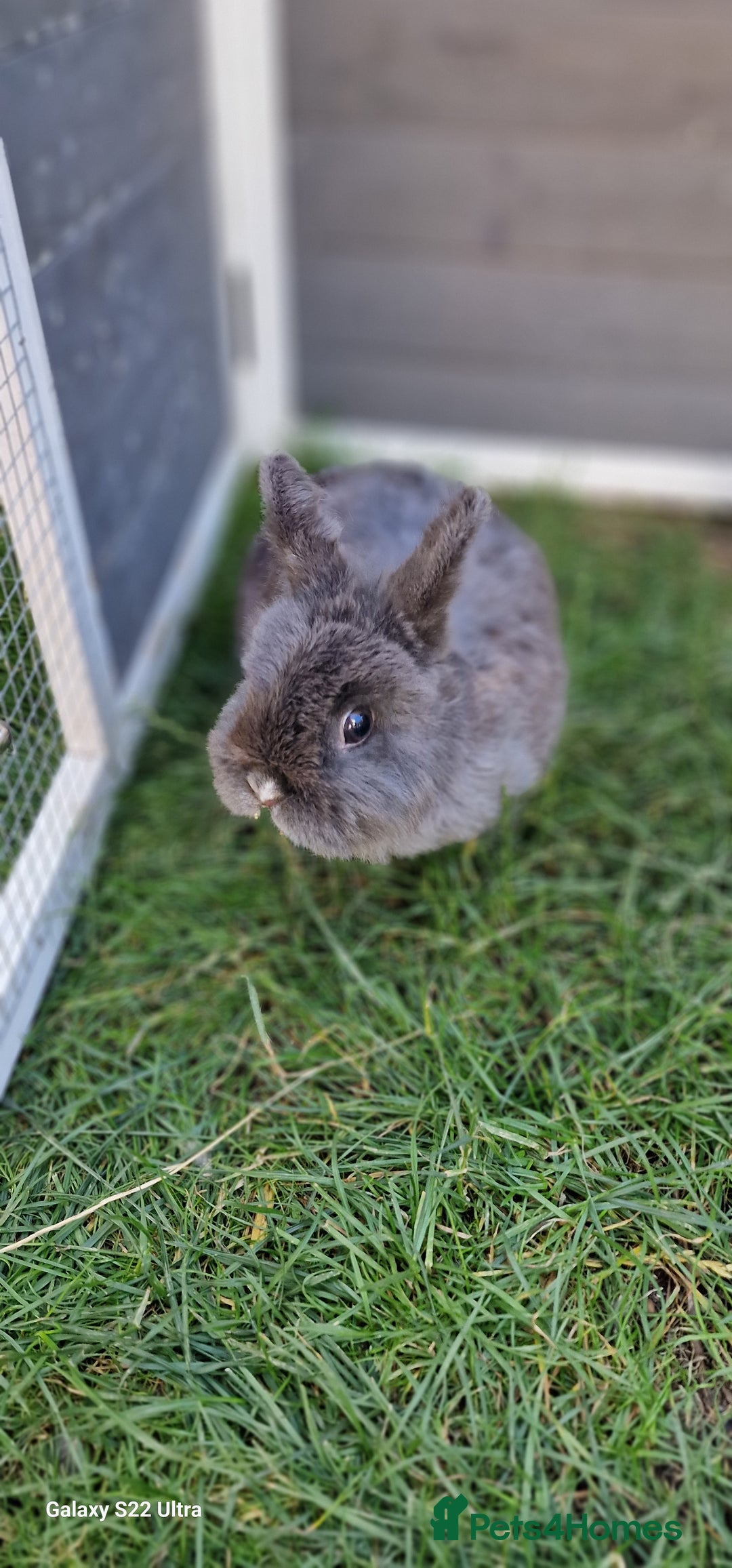 Netherland Dwarf rabbits for sale: Various Netherland Dwarfs available from £20 - Image 35