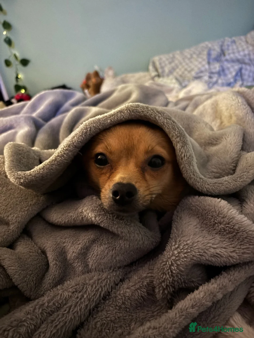 Chihuahua dogs for sale: Dainty deer head chi puppy in Taunton - Advert 2