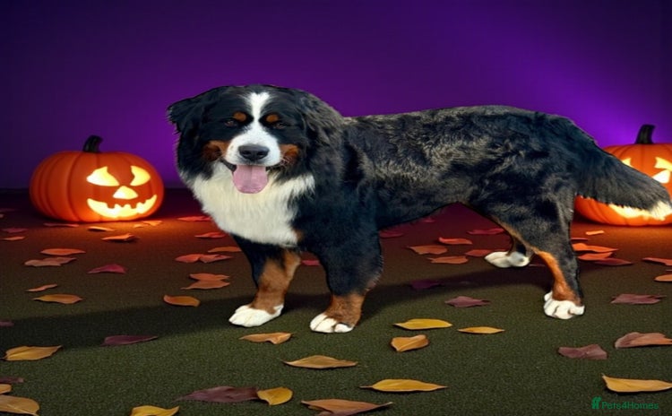 Bernese Mountain Dog dogs in Market Drayton - Advert 1