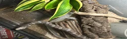 Corn Snake reptiles for sale: Adult Corn Snake & Full Setup - Advert 4