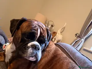 Boxer dogs The most loving girl looking for a new family - Advert 9