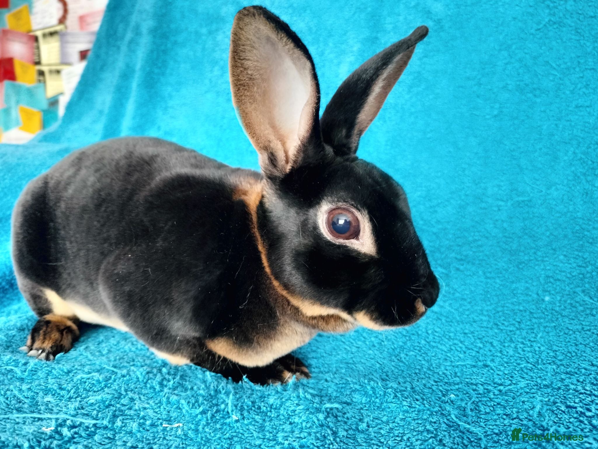 Rex rabbits Mini rex for sale  - Advert 20