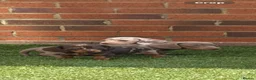 Miniature Dachshund dogs for sale: Miniature dachshunds  - Advert 3