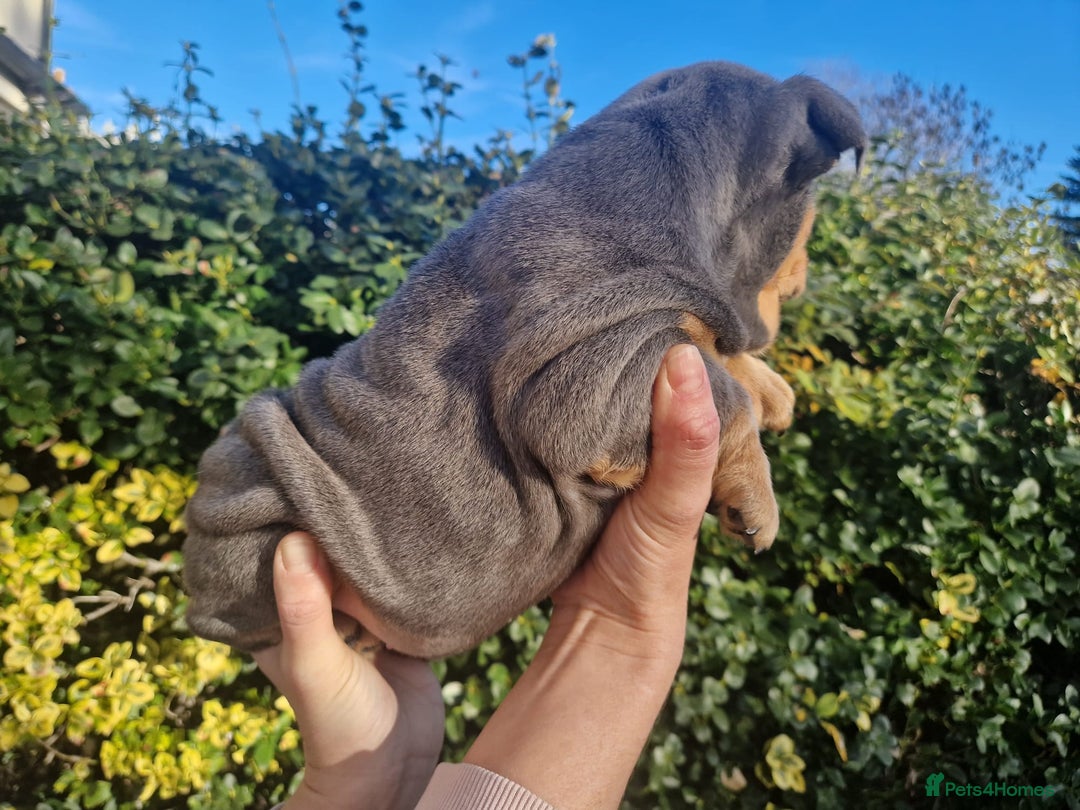 English Bulldog dogs for sale: PEDIGREE KC REGISTERED ENGLISH BULLDOGS - Advert 5