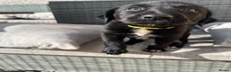 Borador dogs for sale: Borador puppies, labrador cross collie - Advert 13