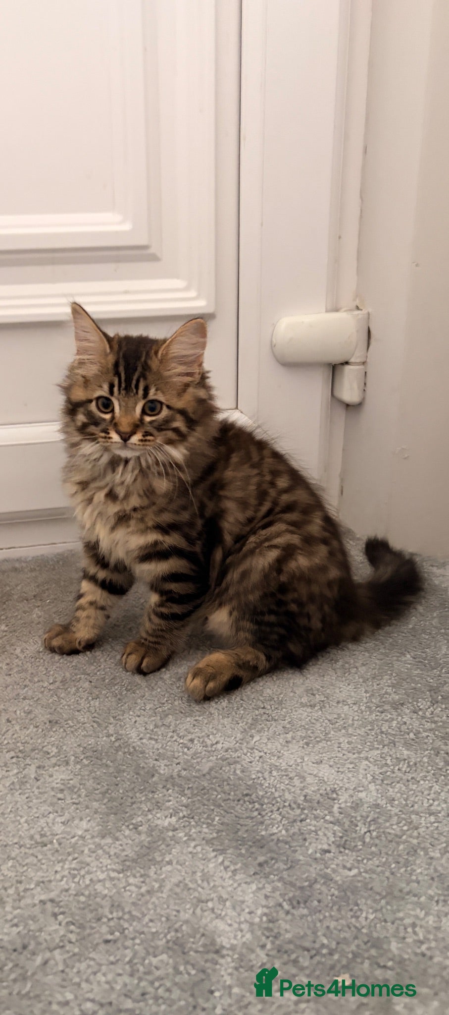 Mixed Breed cats Maine Coon x Bengal Adorable Kittens  - Advert 1