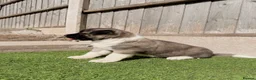Akita dogs for sale: American Akita puppy’s for sale - Advert 22