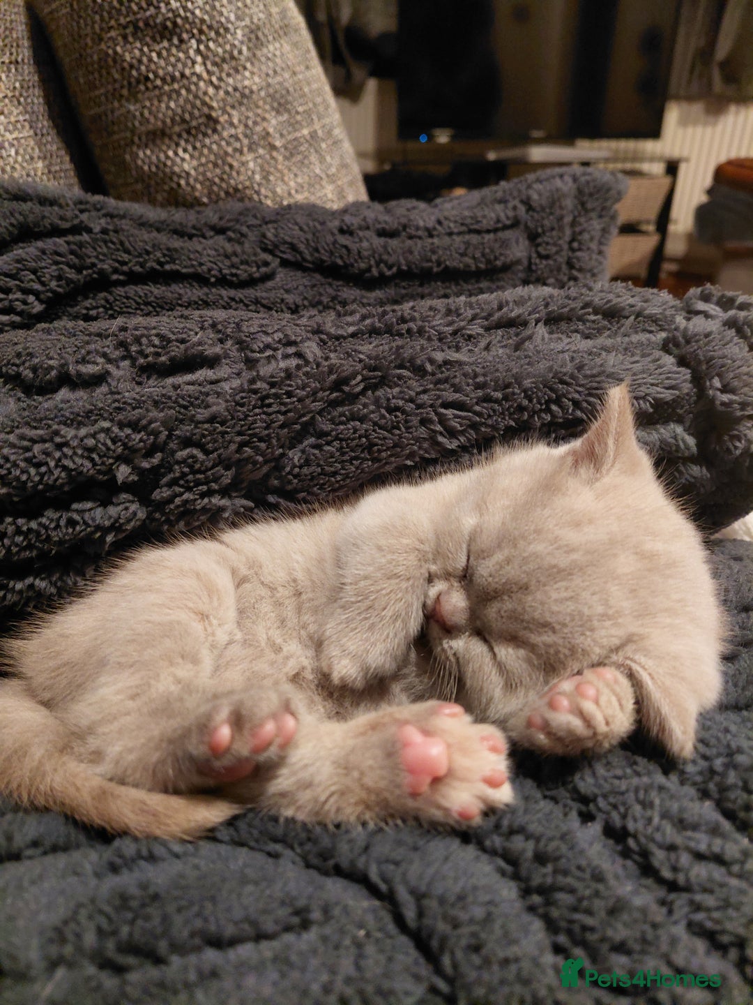 British Shorthair cats for sale: GCCF Registered Championship Line BSH Kittens - Advert 14