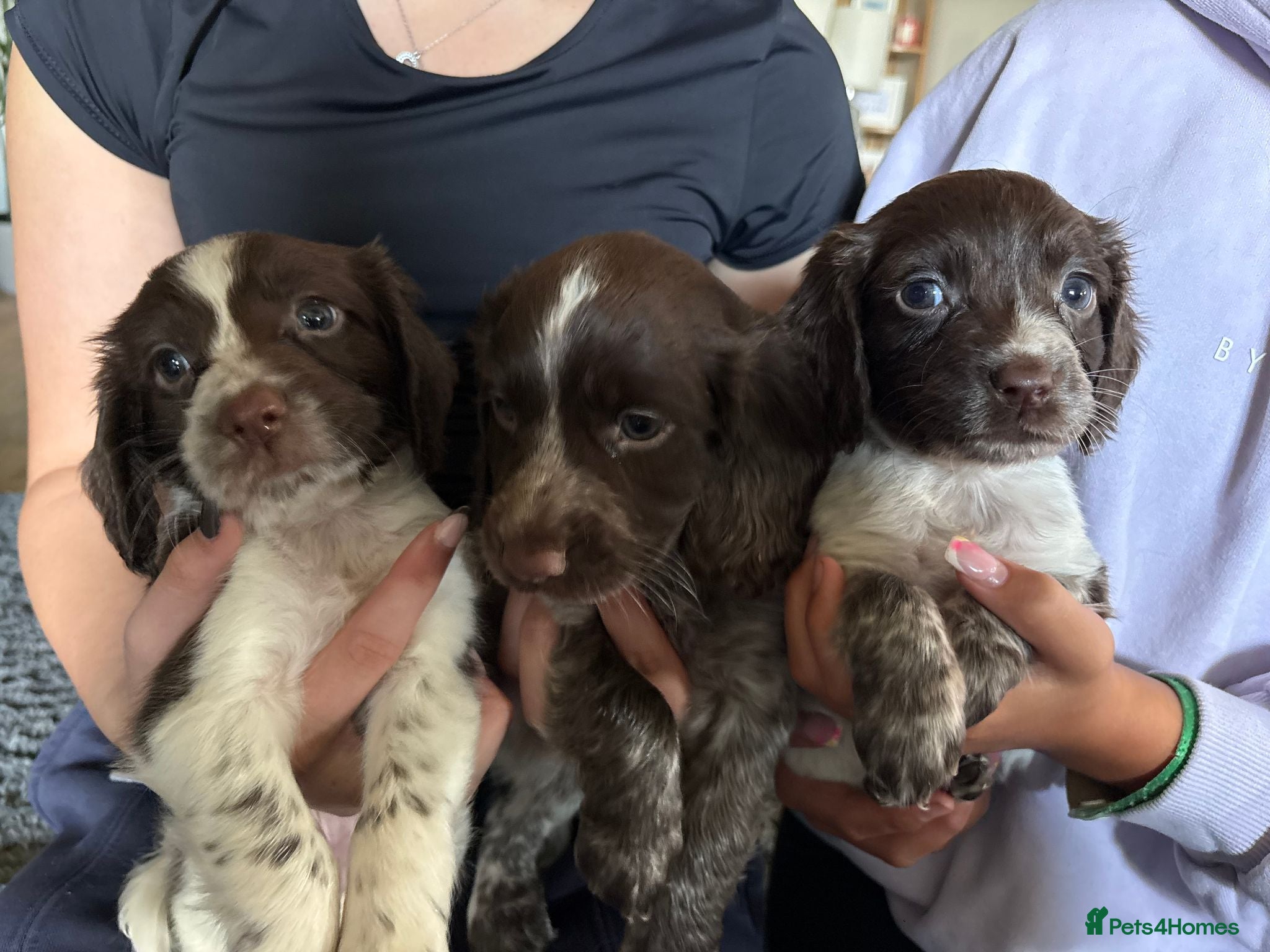 Sprocker dogs Sprocker Puppies! 🐾 - Advert 3