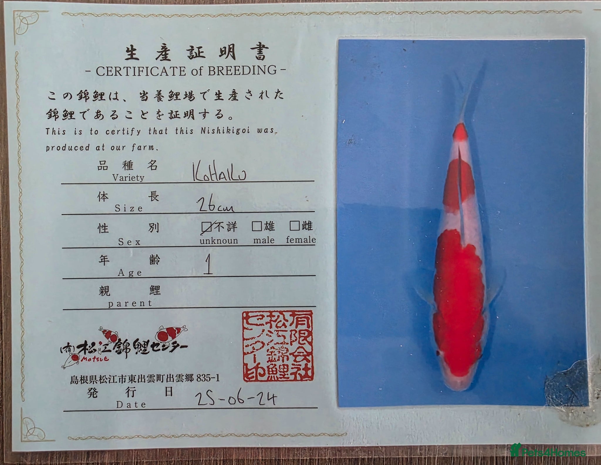 Koi Carp fish High quality Japanese koi gosport - Advert 19