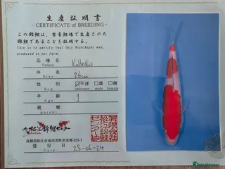 Koi Carp fish High quality Japanese koi gosport - Advert 19