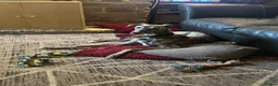 Lurcher dogs for sale: 2 year old male neutered lurcher - Advert 4