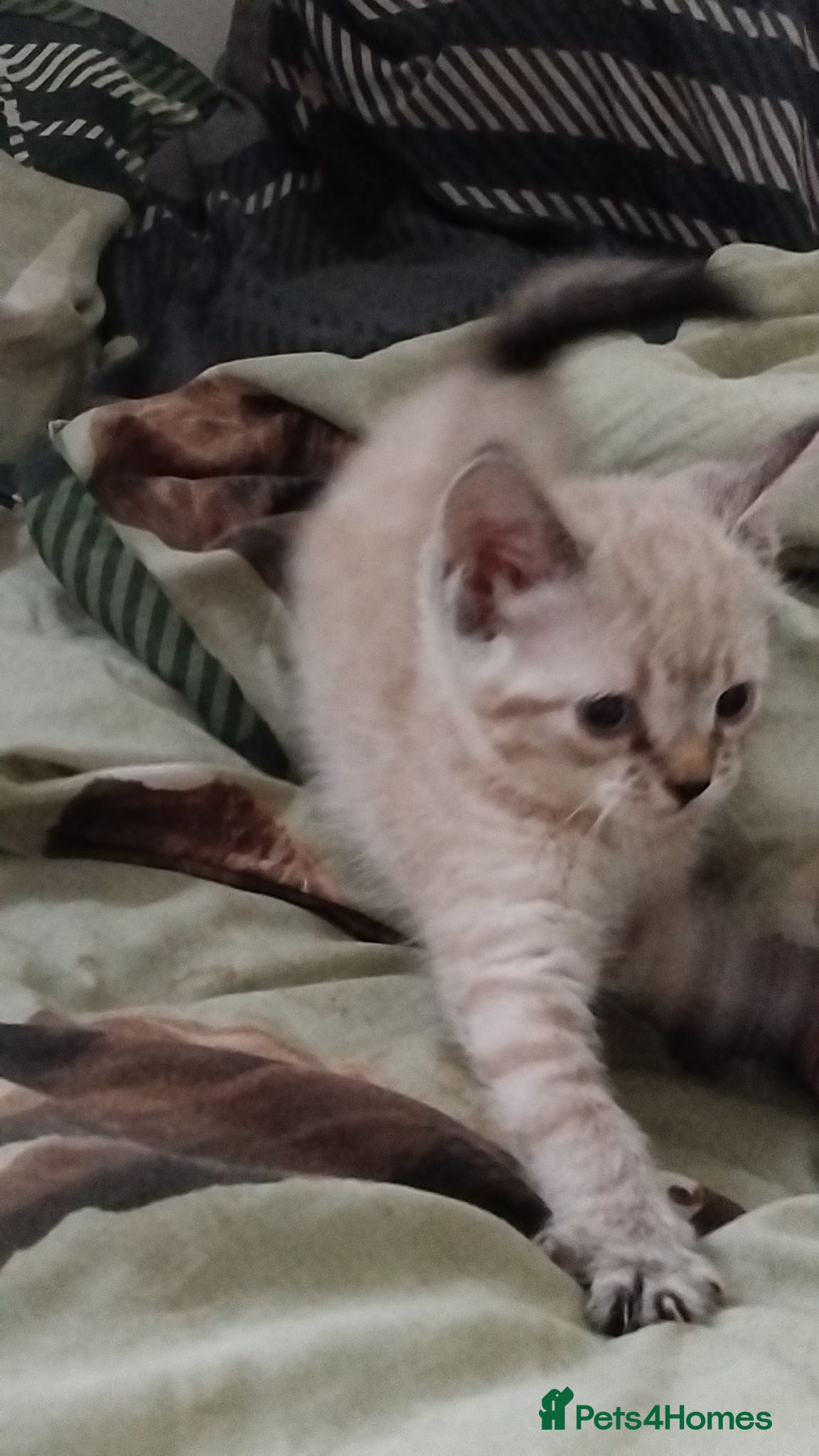 Brazilian Shorthair cats X1 Female left now ready  - Advert 8