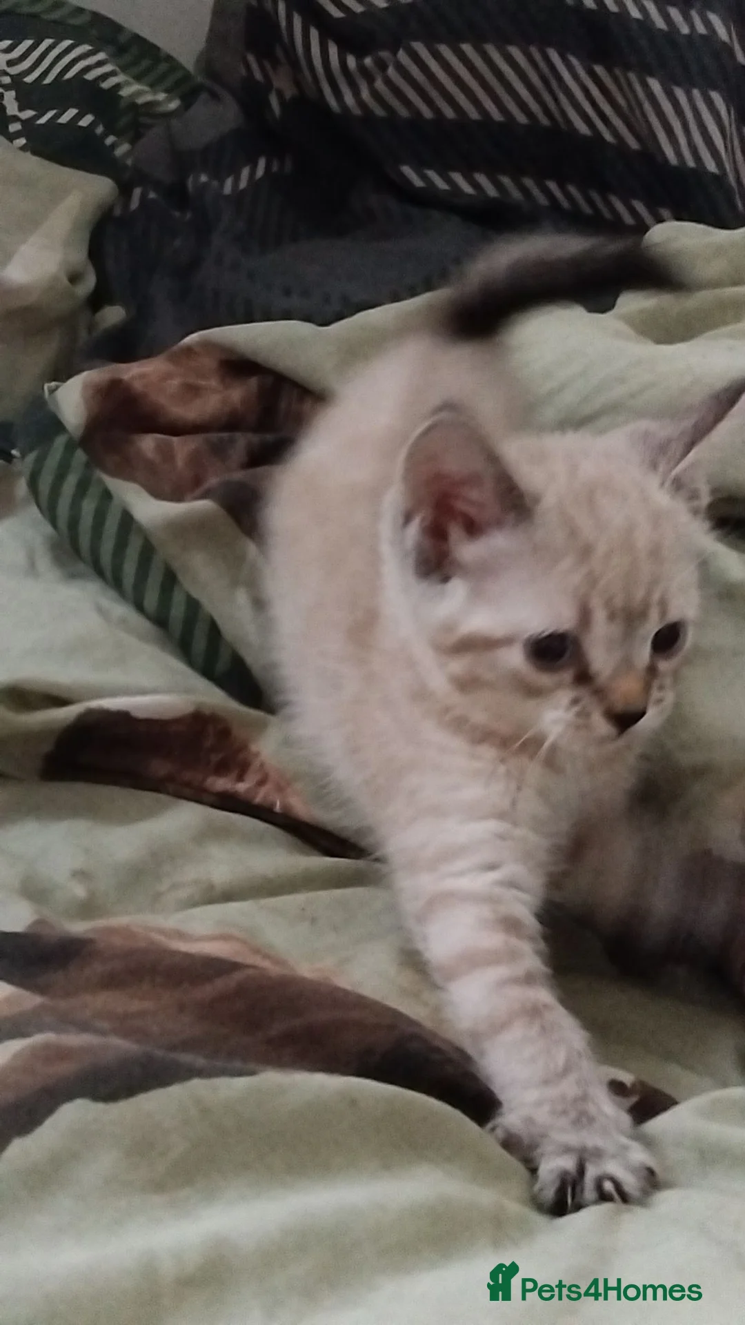 Brazilian Shorthair cats for sale: X1 Female left now ready  - Advert 1