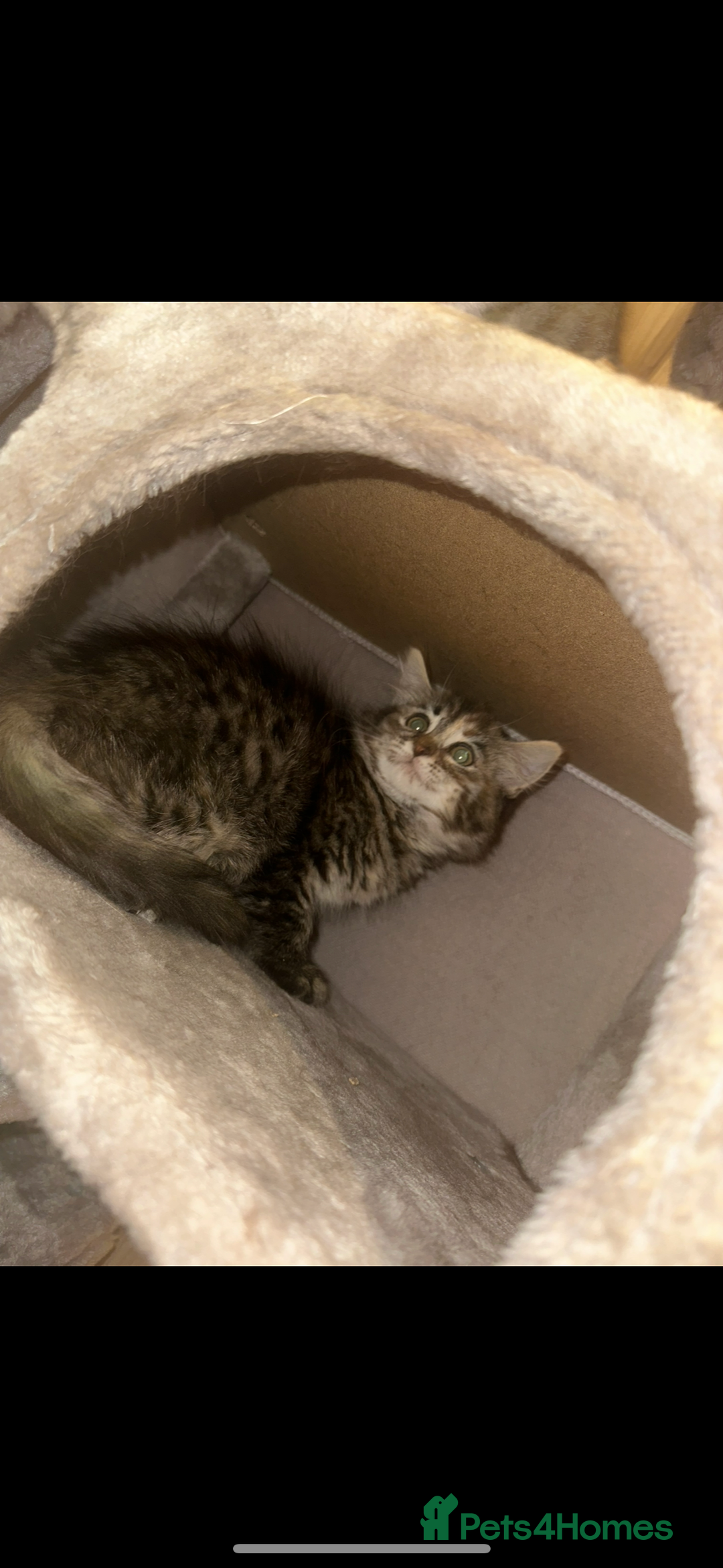 Ragdoll cats for sale: Ragdoll X bengals  - Image 15
