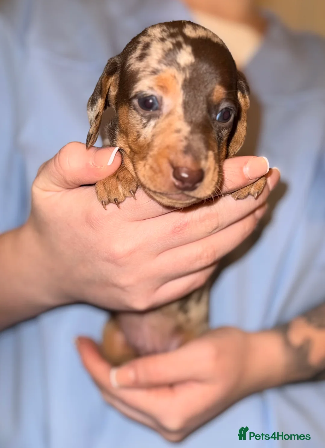 Miniature Dachshund dogs for sale: Stunning Mini-Dachshund litter - Advert 16