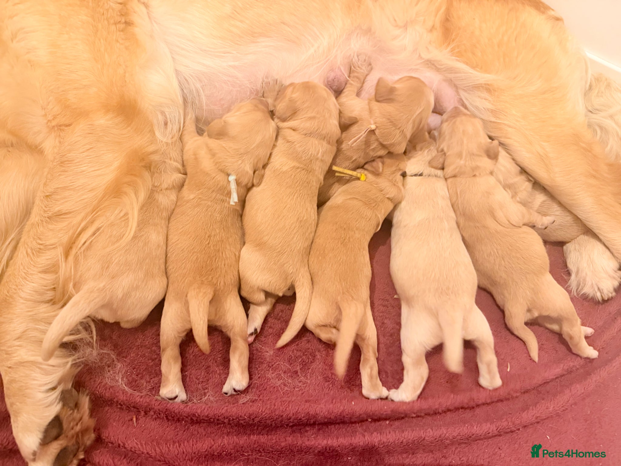 Golden Retriever dogs for sale: Beautiful Golden Retriever Puppys - Advert 1