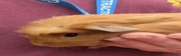 Guinea Pig rodents for sale: Little Full ginger girl & bonded boys ready NOW - Advert 2