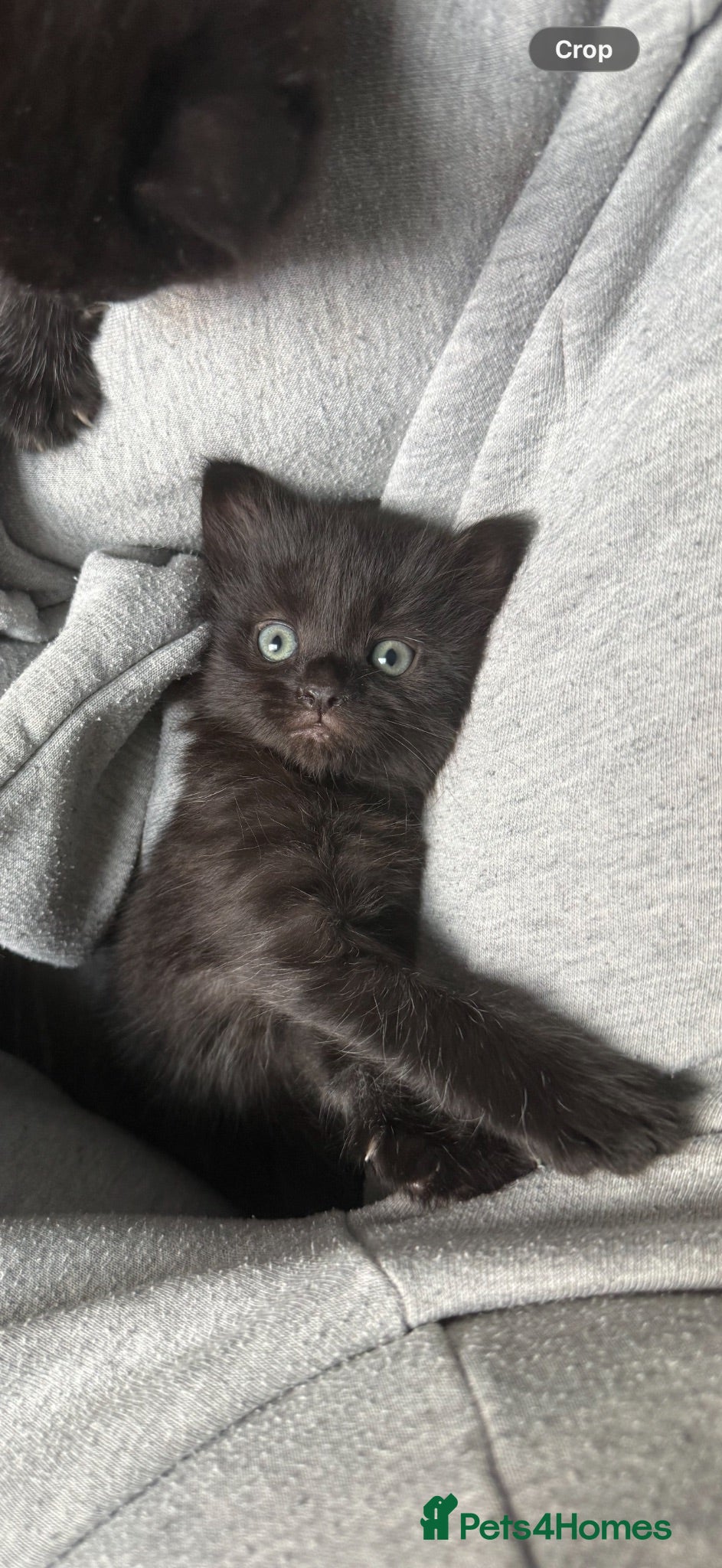 Domestic Shorthair cats Medium and short hair kittens - Advert 1