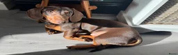 Miniature Dachshund dogs for sale: Miniature dachshund Albert please read description in Loughborough - Advert 6
