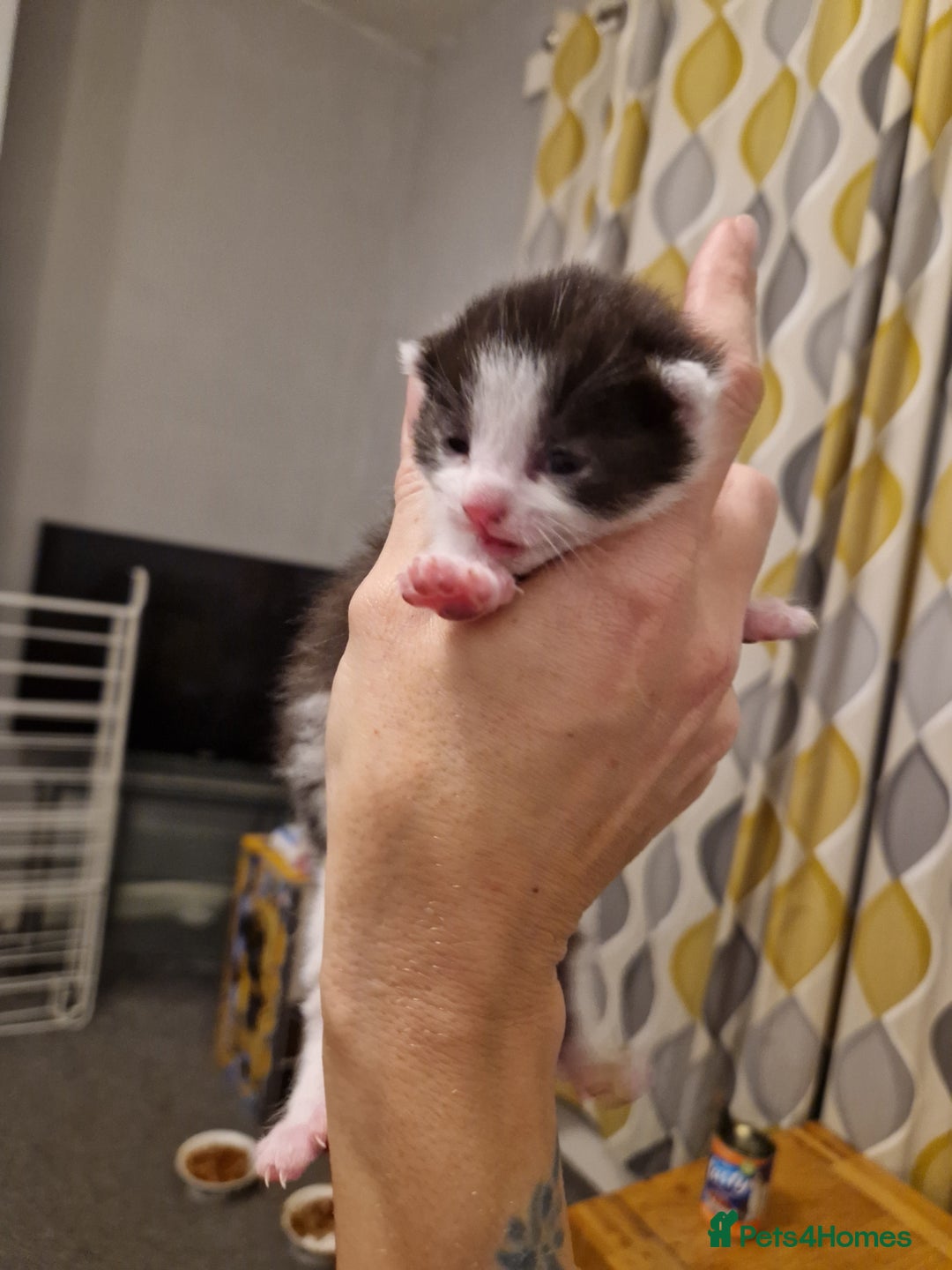 Mixed Breed cats for sale: Playful kittens looking for their furever homes  - Advert 5