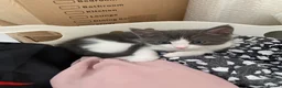 Mixed Breed cats for sale:     4 Beautiful Kittens Ready for Forever Homes ❤️ - Advert 27
