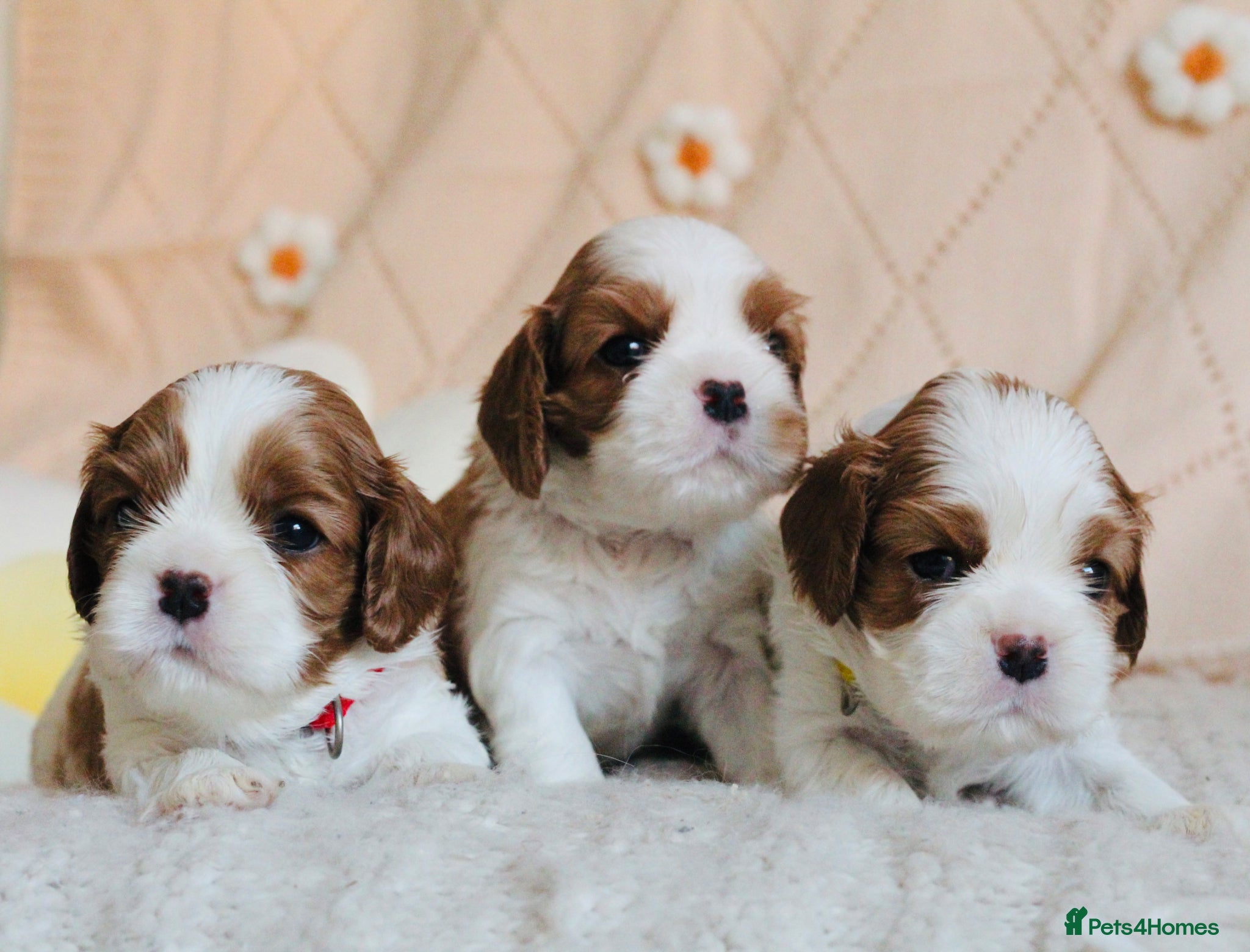 Cavalier King Charles Spaniel dogs KC reg TOP standard Cavaliers King Charles Spaniel - Advert 1
