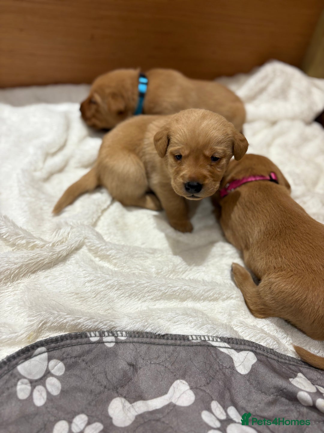 Labrador Retriever dogs for sale: Beautiful kc registered fox red labs - Image 3