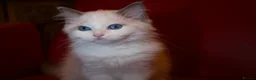 Ragdoll cats for sale: TICA championship Ragdoll Kittens  - Advert 14