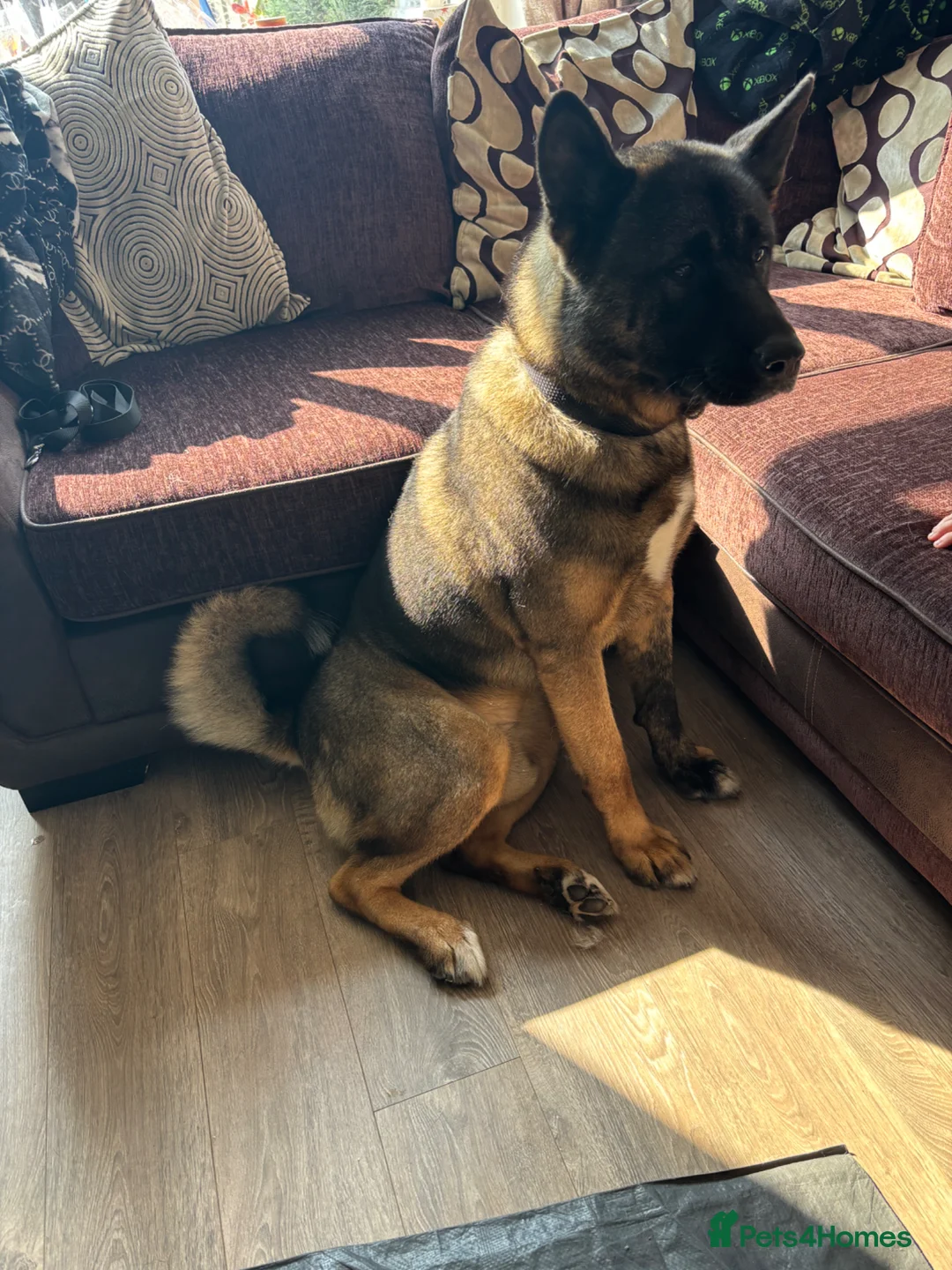 Akita dogs for sale: 6 year old Male American Akita  - Advert 2