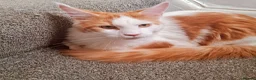 Maine Coon cats for stud: DUAL REGISTERED PROVEN  XXL BOY - Advert 2