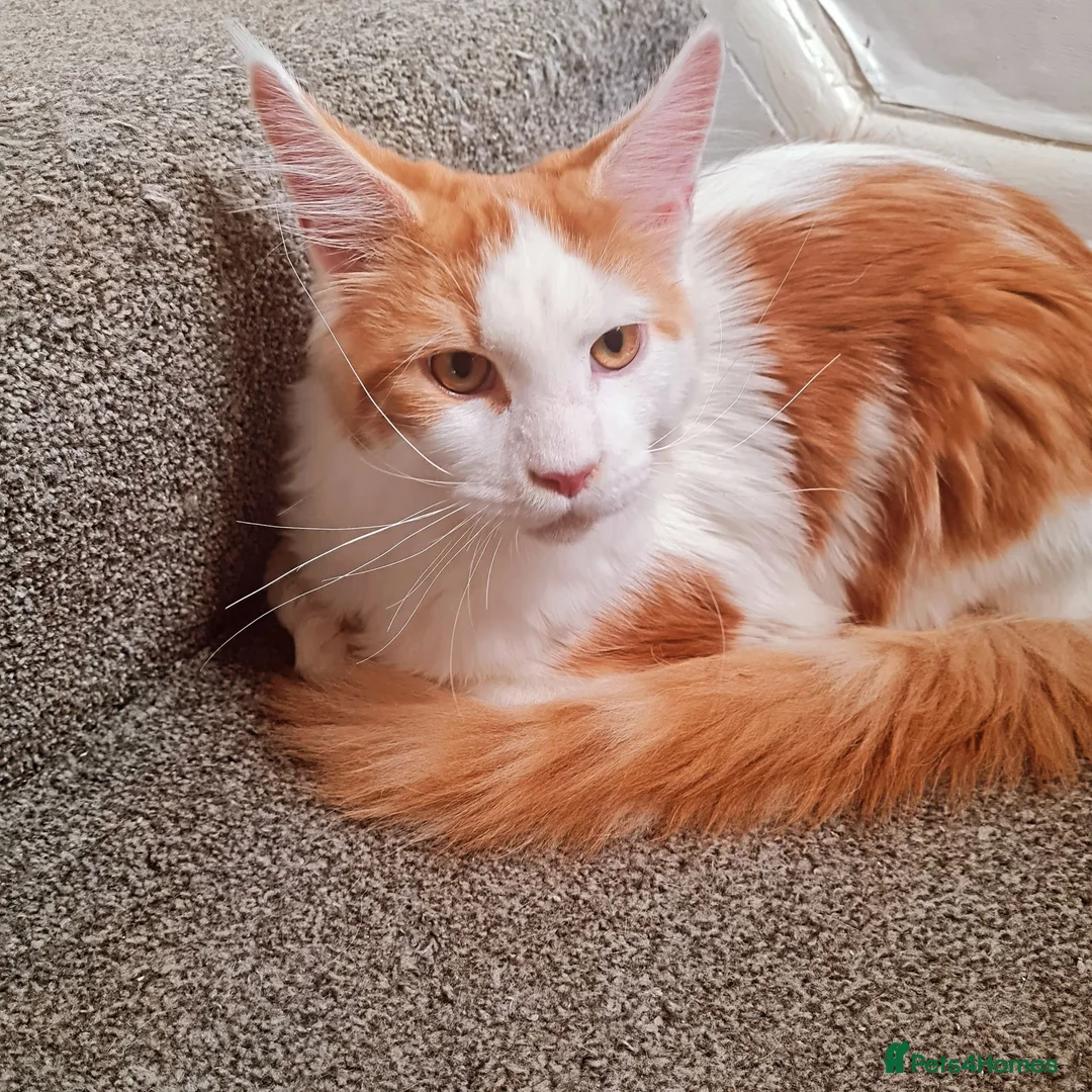 Maine Coon cats for stud: DUAL REGISTERED PROVEN  XXL BOY - Advert 2
