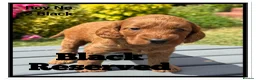 Cockapoo dogs for sale: ONLY 1  left!  F1  KC  FOX RED COCKAPOOS - Advert 16