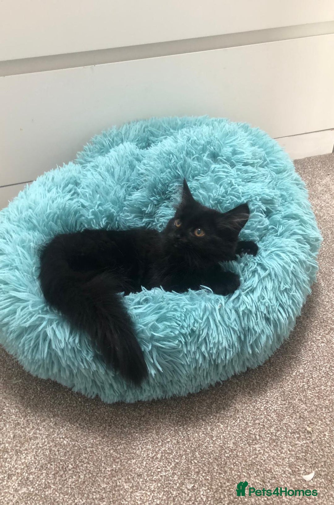 Mixed Breed cats for sale: Lovely Kittens 🖤 - Image 3
