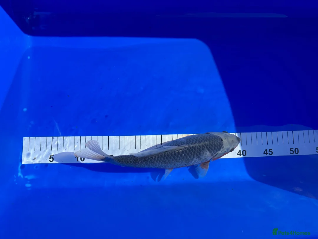 Koi Carp fish for sale: Mixed Koi in Yarm - Advert 6