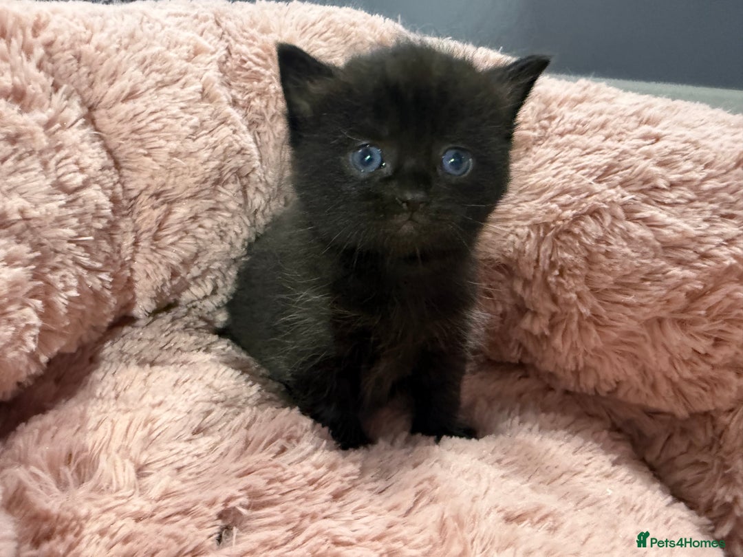 Mixed Breed cats for sale: Beautiful Ragdoll mixed kittens for Sale  - Advert 6