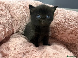 Mixed Breed cats Beautiful Ragdoll mixed kittens for Sale - Advert 2