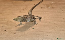 Bearded Dragon reptiles for sale: Baby bearded dragons with tint red 2 for £90 - Image 6