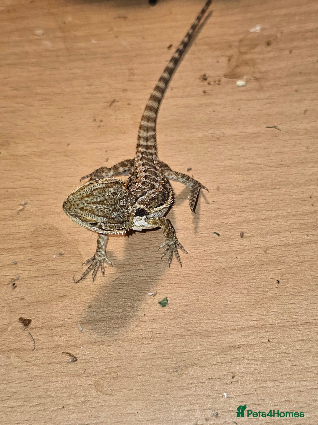 Bearded Dragon reptiles for sale: Baby bearded dragons with tint red 2 for £90 - Image 6
