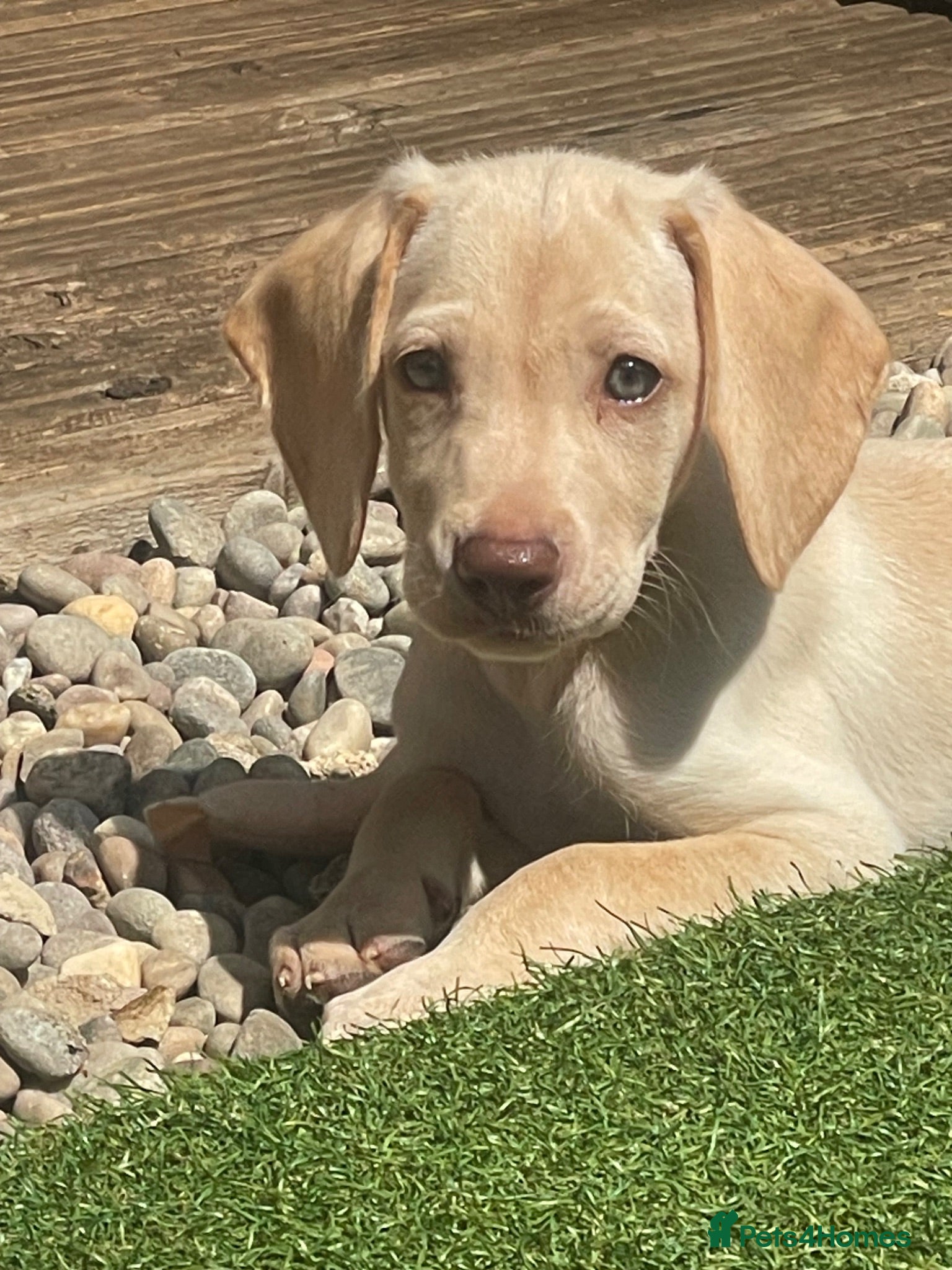 Mixed Breed dogs Beautiful Cocker GoldMaraner puppies  - Advert 17