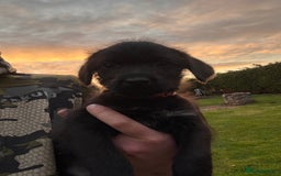 Labrador Retriever dogs for sale: Labrador x GWP - Image 4