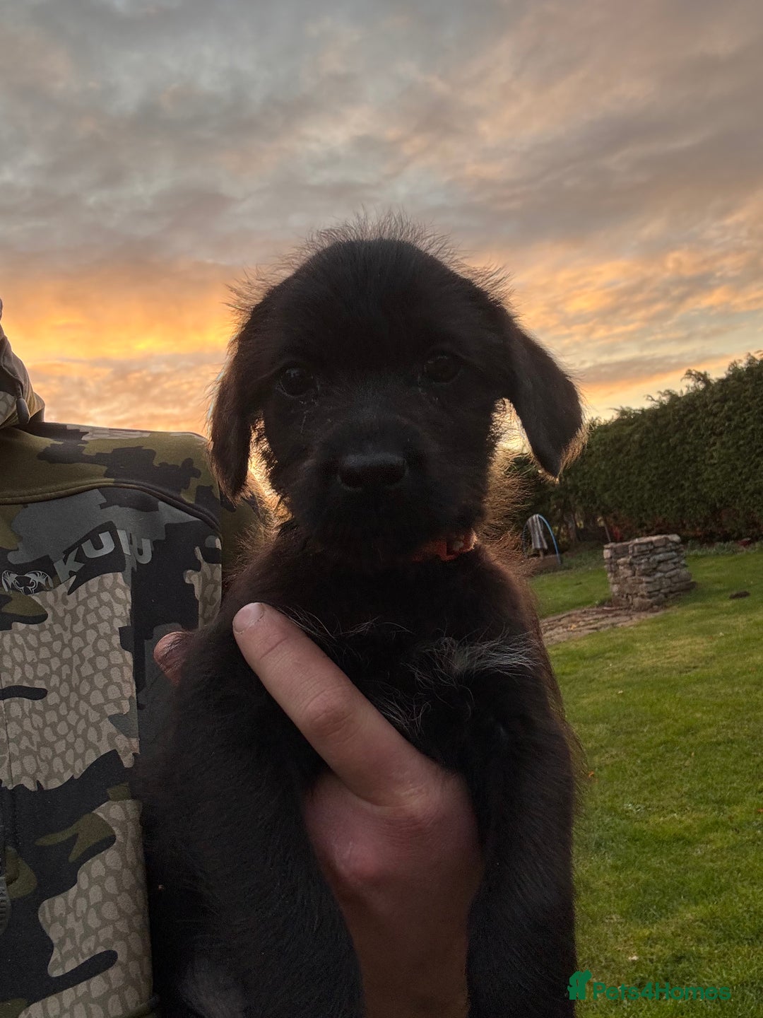 Labrador Retriever dogs for sale: Labrador x GWP - Image 4