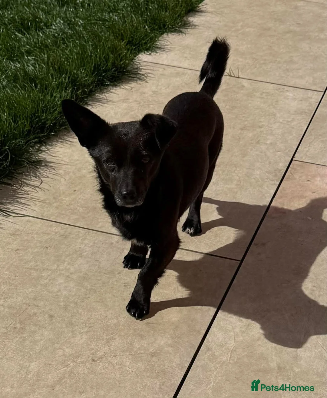 Mixed Breed dogs for adoption: Nera  in Hebburn - Advert 2