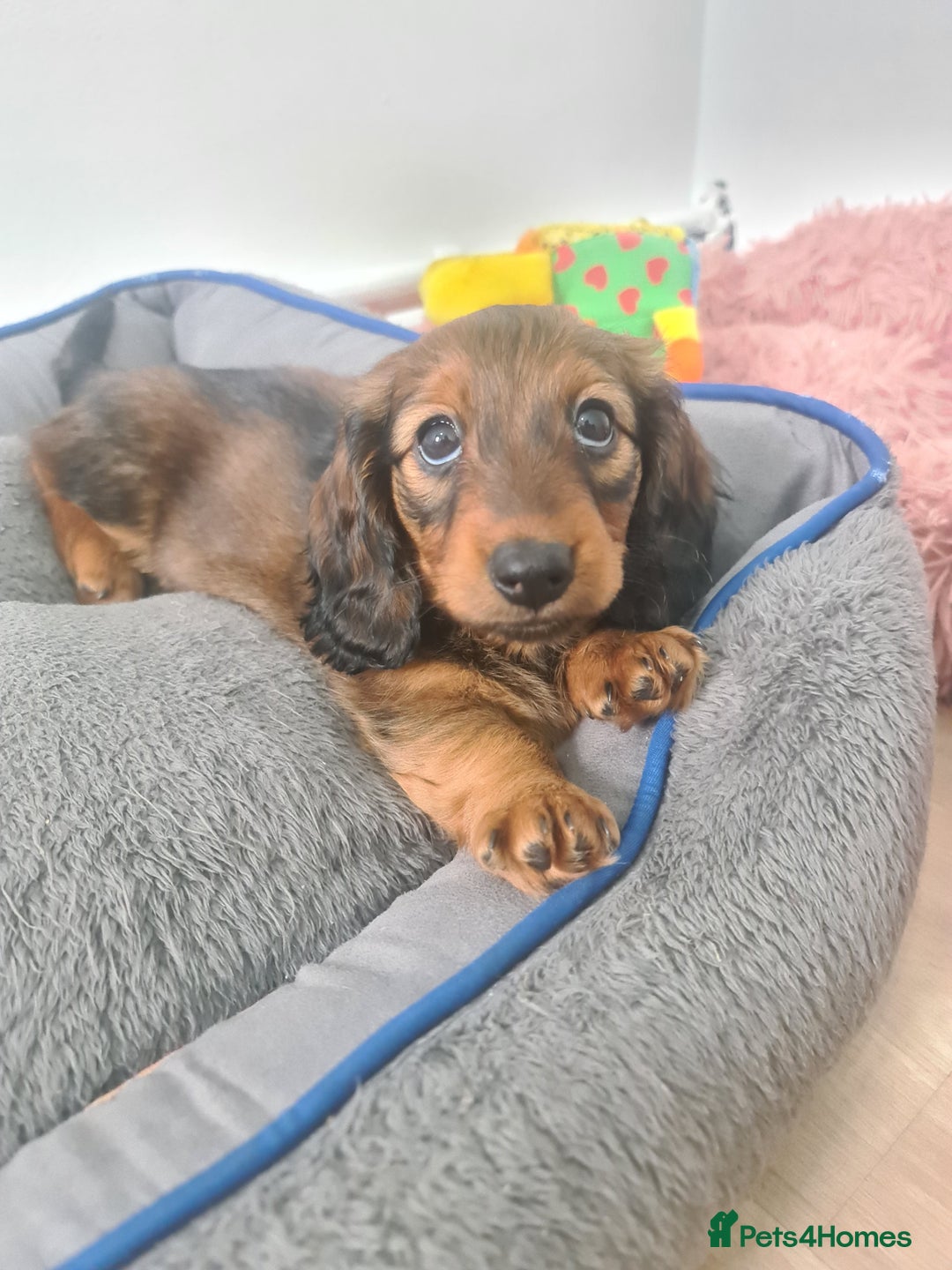 Dachshund dogs for sale: Last one beautiful long-haired dachshunds girl 😍 - Image 36