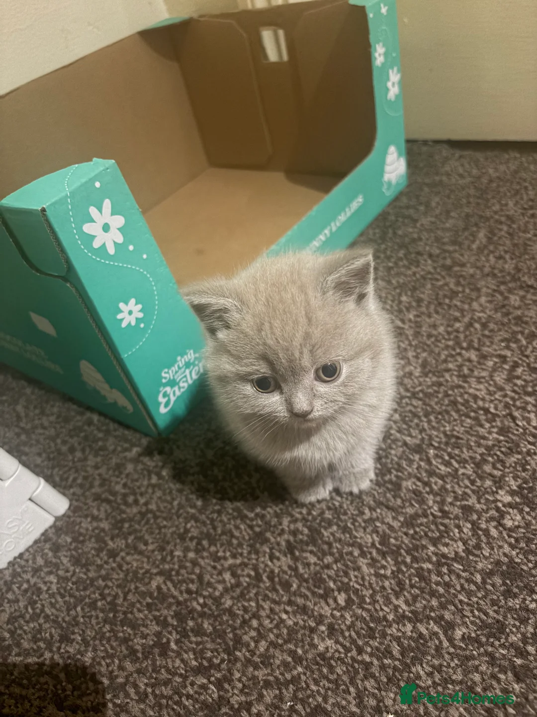 British Shorthair cats for sale: Cute and cuddly British Shorthaired kittens  - Advert 14