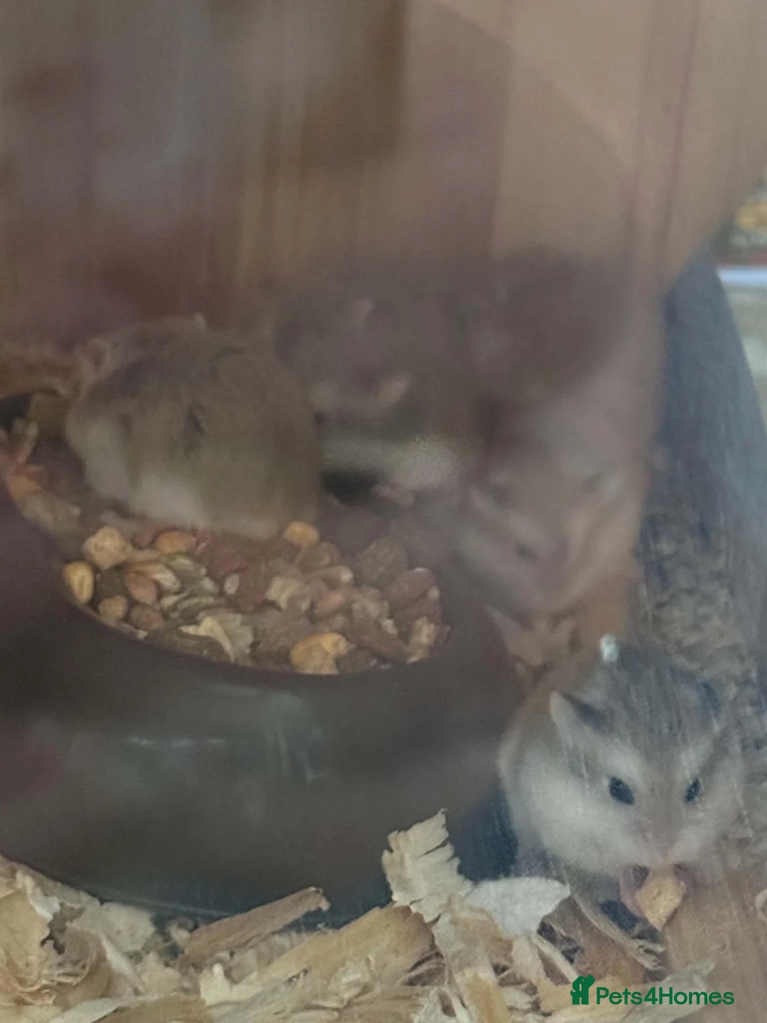 Hamster rodents for sale: roborovski (robo) hamsters mickleover de3,0fy - Advert 4