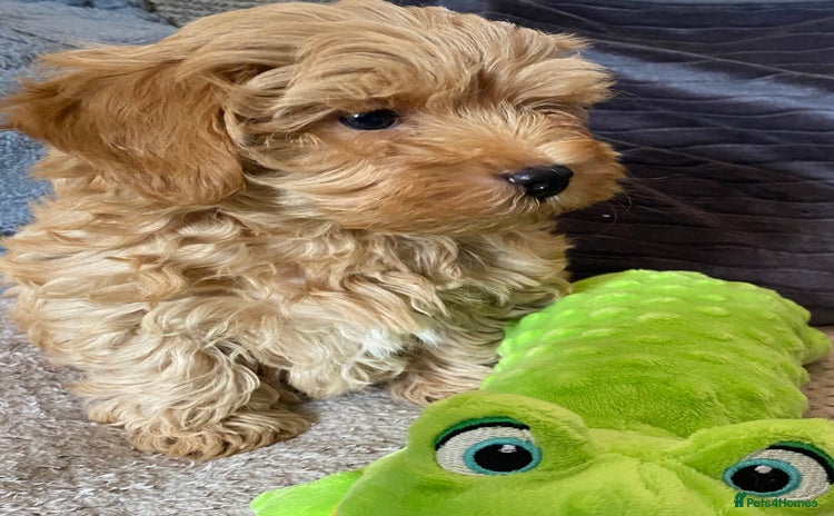 Cockapoo dogs - Advert 10
